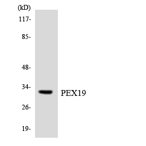 a03186 pex19 primary antibodies wb testing 3
