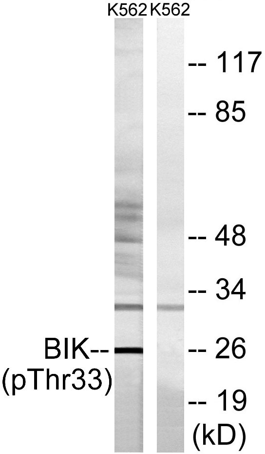 a03188t33 bik primary antibodies wb testing 2