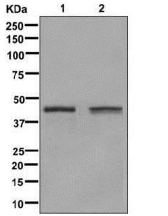 Western blot analysis of Glutamine Synthetase expression in (1)Jurkat cell lysate;(2) HeLa cell lysate