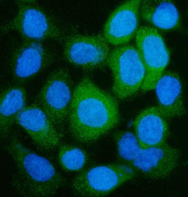 a03191 3 glul primary antibodies if testing 8