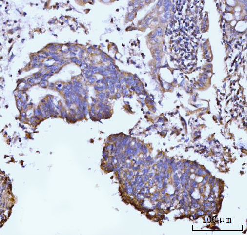 a03191 3 glul primary antibodies ihc testing 3