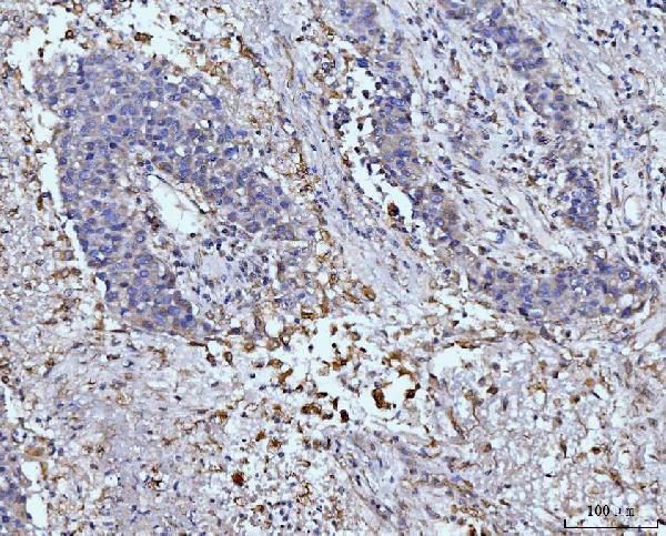 a03191 3 glul primary antibodies ihc testing 4