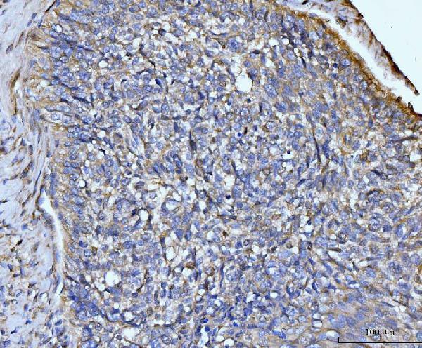 a03191 3 glul primary antibodies ihc testing 5