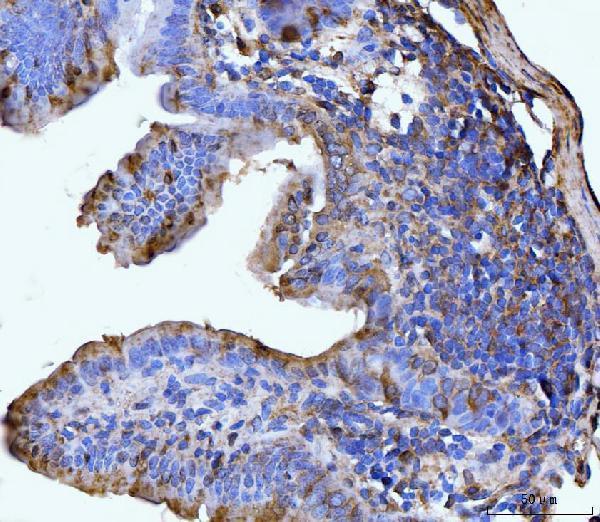 a03191 3 glul primary antibodies ihc testing 6