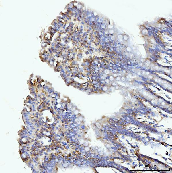 a03191 3 glul primary antibodies ihc testing 7