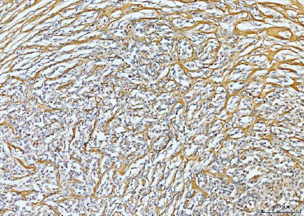 a03194 2 col6a2 primary antibodies ihc testing 7