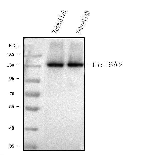  Western blot analysis of Col6a2 using anti-Col6a2 antibody (A03194-3)