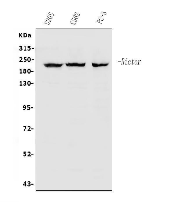 a03195 1 rictor primary antibodies wb testing 1_1