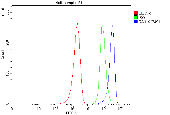 Flow Cytometry analysis of MCF-7 cells using anti-RAI1 antibody (A03198)