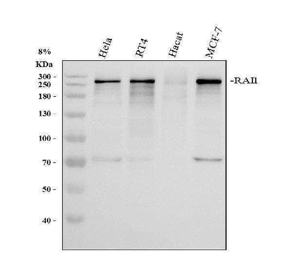 Western blot analysis of RAI1 using anti-RAI1 antibody (A03198)