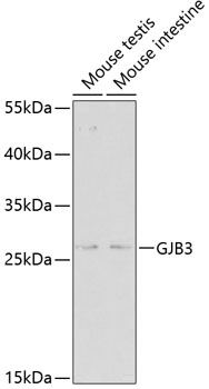 Western blot analysis of extracts of various cell lines, using GJB3 antibody  at 1:500 dilution