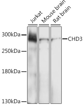 Western blot analysis of extracts of various cell lines, using CHD3 antibody  at 1:1000 dilution