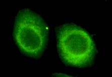 Immunofluorescence analysis of HeLa cells using Mi2-α Monoclonal Antibody