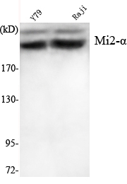 Western Blot analysis using Mi2-α Monoclonal Antibody against Y7P, Raji cell lysate