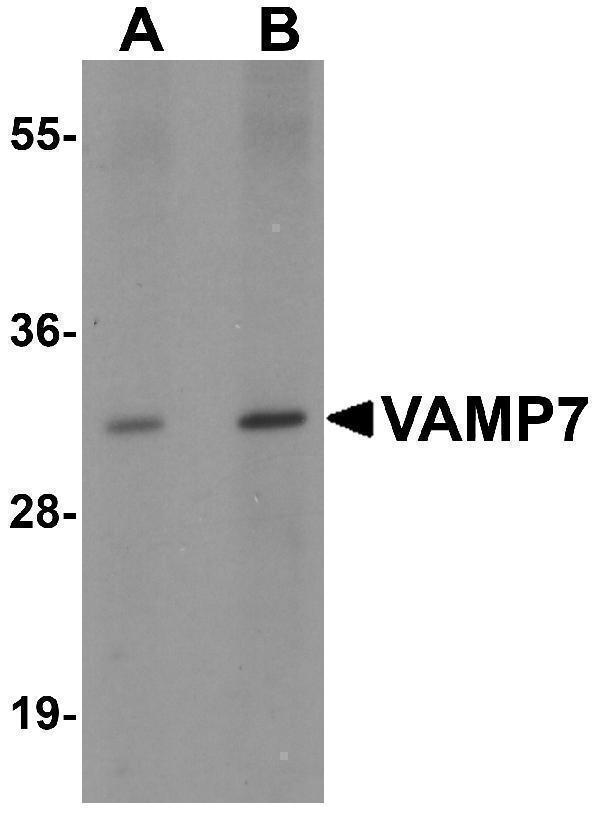 a03201 vamp7 primary antibodies wb testing 1