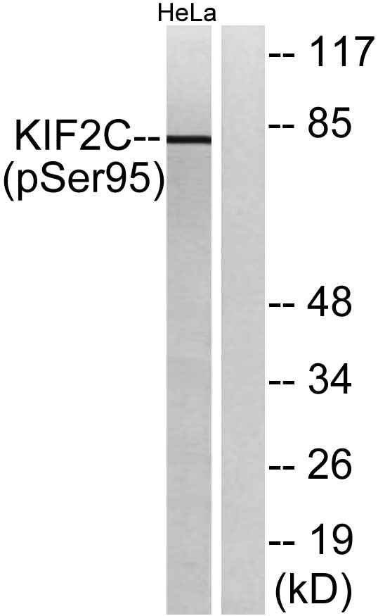 Western blot analysis of lysates from HeLa cells treated with TNF 10ng/ml 30', using KIF2C (Phospho-Ser95) Antibody