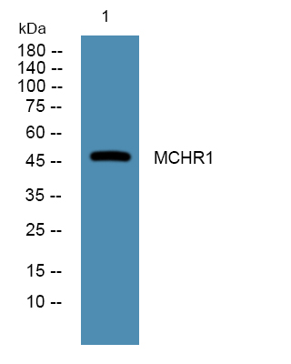 a03203 mchr1 primary antibodies wb testing 1