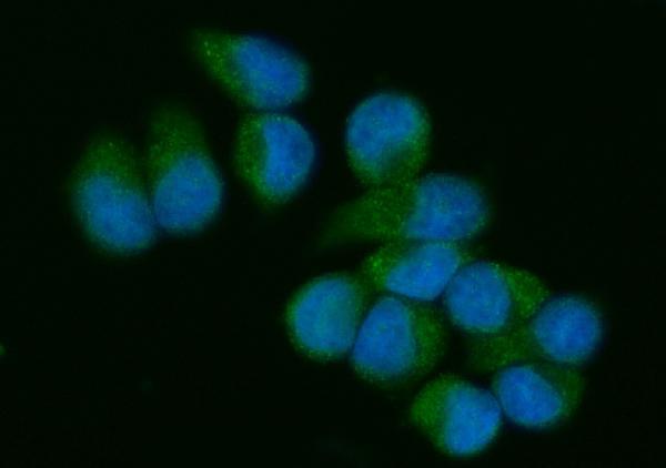 a03204 3 vav3 primary antibodies if testing 2