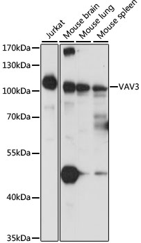a03204 vav3 primary antiboties wb testing 1