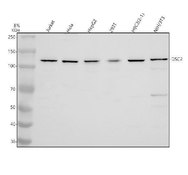 a03205 2 dsc2 primary antibodies wb testing 1