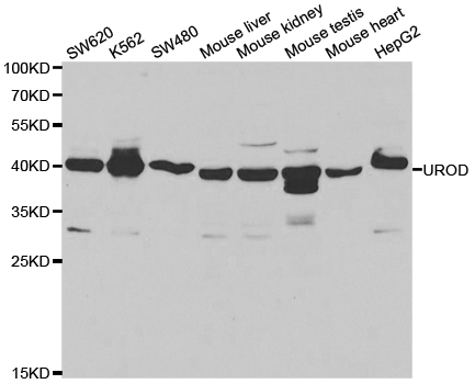 Western blot analysis of UROD polyclonal antibody