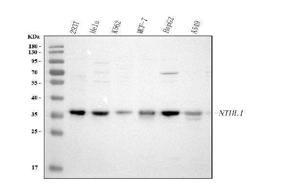  Western blot analysis of NTHL1 using anti-NTHL1 antibody (A03207-2)