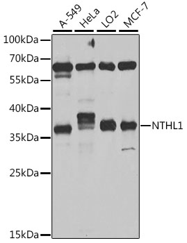 Western blot analysis of extracts of various cell lines, using NTHL1 antibody  at 1:1000 dilution
