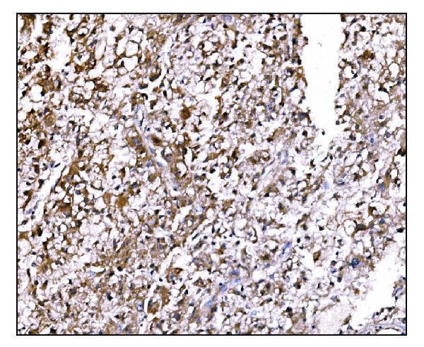 a03208 1 lilrb1 primary antibodies ihc testing 2