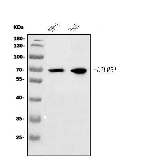 a03208 1 lilrb1 primary antibodies wb testing 1_1