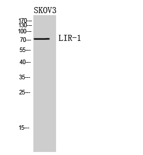 a03208 lilrb1 primary antibodyes wb testing 1