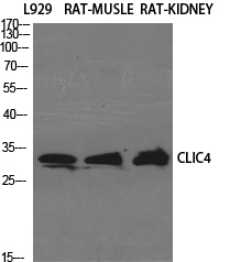 a03210 clic4 primary antibodies wb testing 2