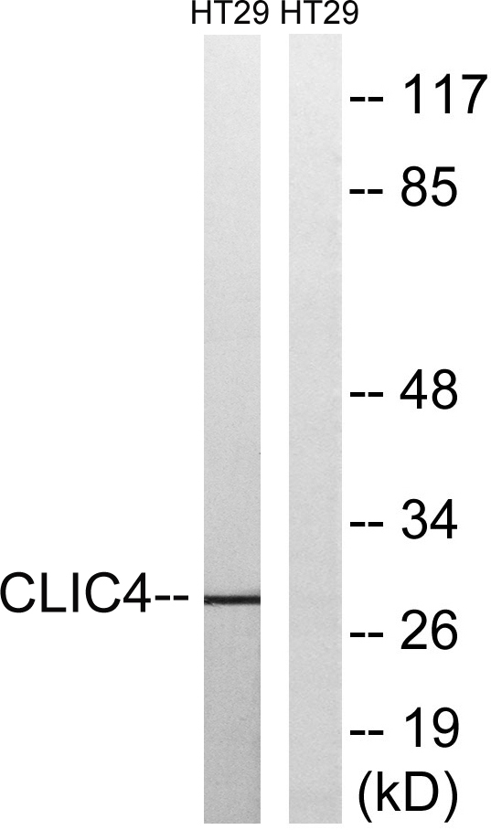 a03210 clic4 primary antibodies wb testing 4