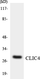 a03210 clic4 primary antibodies wb testing 5