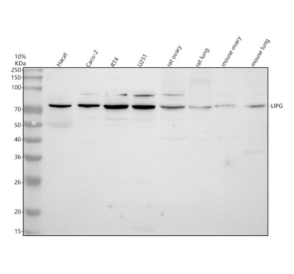 a03211 2 lipg primary antibodies wb testing 1