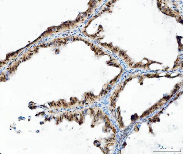 a03213 2 uba6 primary antibodies ihc testing 4
