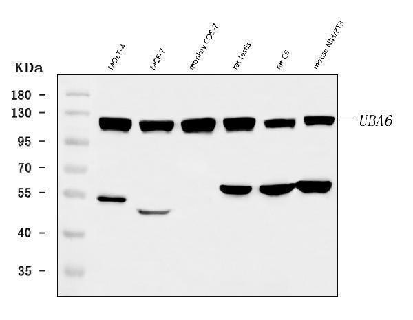  Western blot analysis of UBA6 using anti-UBA6 antibody (A03213-2)