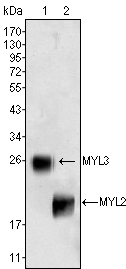 a03215 myl2 primary antibodies wb testing 1