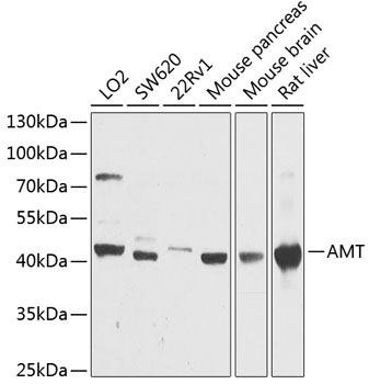 Western blot analysis of extracts of various cell lines, using AMT antibody  at 1:1000 dilution