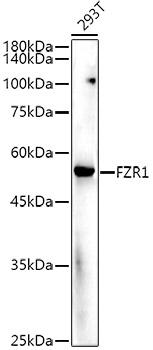 a03219 1 fzr1 primary antiboties wb testing 1