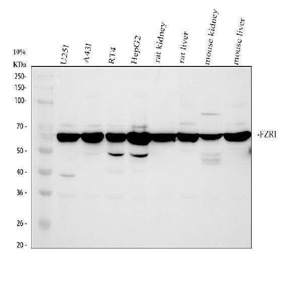 a03219 2 fzr1 primary antibodies wb testing 1