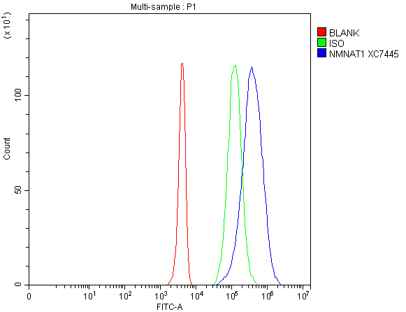 a03221 1 nmnat1 primary antibodies fcm testing 1