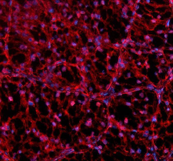 a03221 1 nmnat1 primary antibodies if testing 2