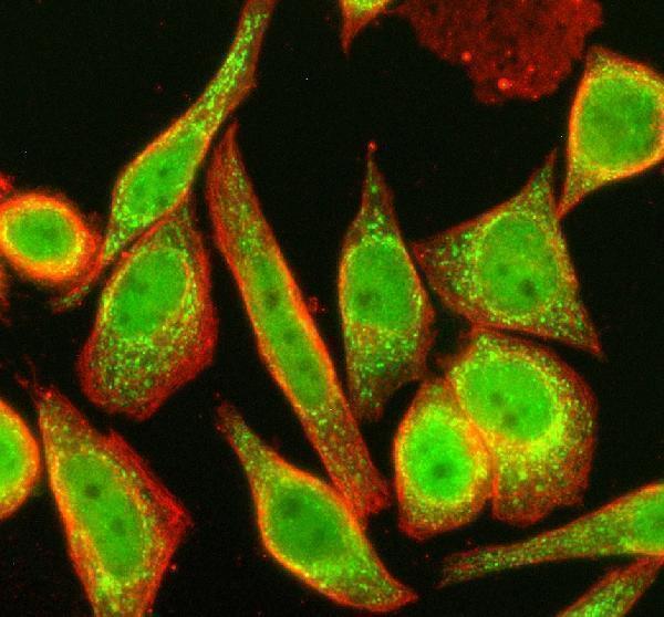 a03221 1 nmnat1 primary antibodies if testing 3
