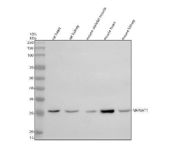 Western blot analysis of NMNAT1 using anti-NMNAT1 antibody (A03221-1)