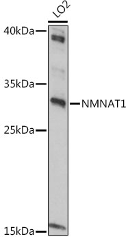 Western blot analysis of extracts of LO2 cells, using NMNAT1 antibody  at 1:1000 dilution