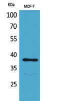 Western Blot analysis of MCF-7 cells using TPO Polyclonal Antibody