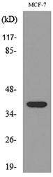 Western blot analysis of lysate from MCF-7 cells, using THPO Antibody