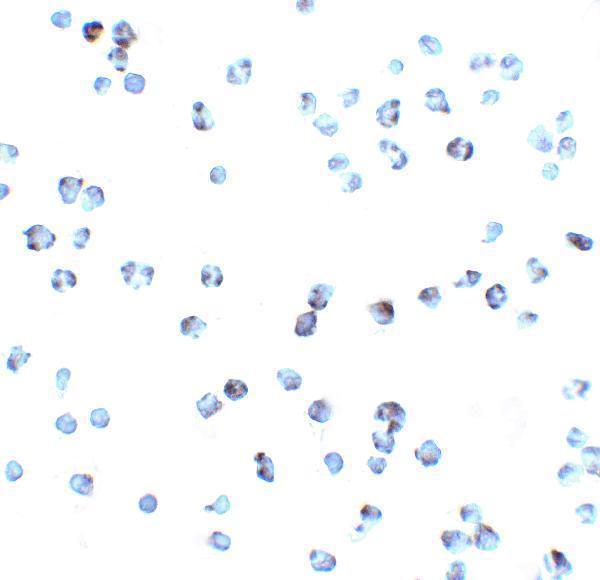 a03227 1 tnfrsf25 primary antibodies icc testing 5