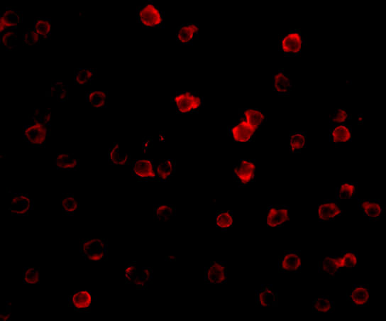 Immunofluorescence of DR3 in Jurkat cells with DR3 antibody at 20 μg/mL