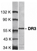 Western blot analysis of DR3 in Jurkat total cell lysate with DR3 antibody at 1:1000 dilution